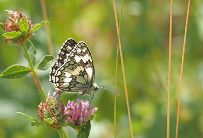 Close-up of butterfly pollinating on flower