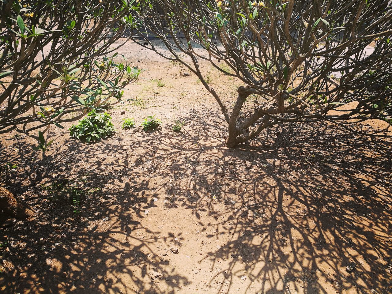 nature, landscape, sand, day, outdoors, tree, no people, tranquility, shadow, sunlight, scenics, plant, arid climate, grass, beauty in nature, sand dune