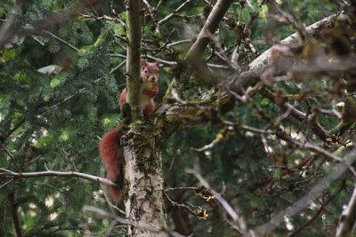 Low angle view of monkey on tree in forest