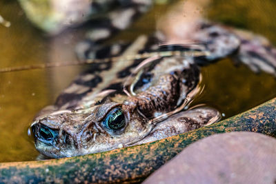 Close-up of frog in water 