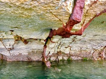 Close-up of tree trunk by rock