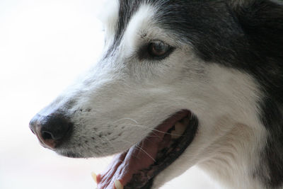 Close-up of dog