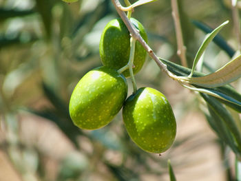 Close-up of fruit growing on tree