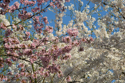 Low angle view of cherry blossoms against sky