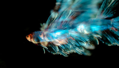 Close-up of fish swimming in sea