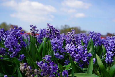 Close-up of purple flowering plants