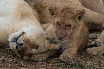 Portrait of lion lying on ground
