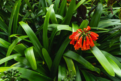 plant