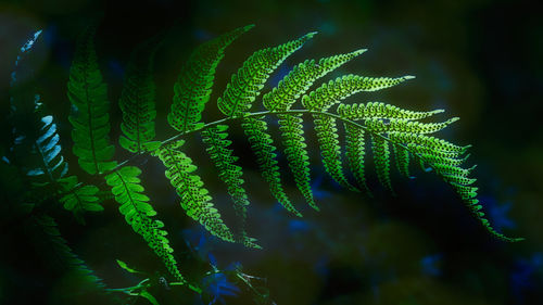Fern twig with leaves illuminated by daylight in the dark