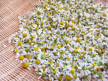 High angle view of chamomile flowers in wicker container