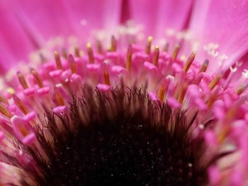 Close-up of pink flowering plant gerberas 