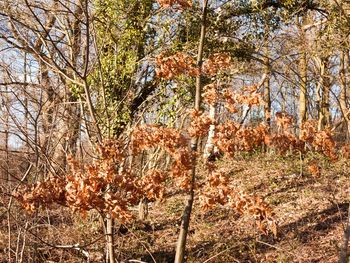 View of trees in forest during autumn