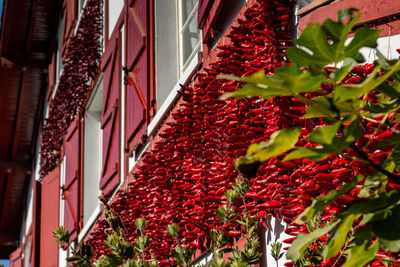 Low angle view of plant against building