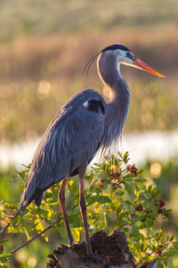 High angle view of gray heron perching