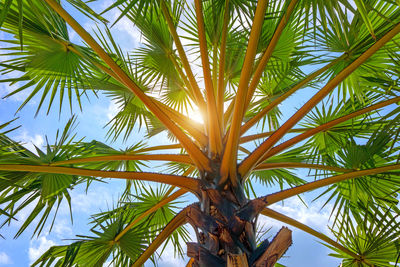 Low angle view of palm trees against sky