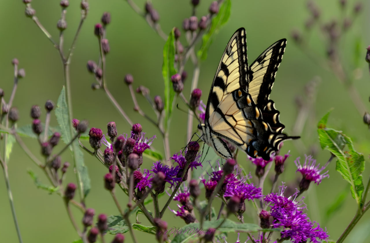 flower, insect, animals in the wild, one animal, animal themes, wildlife, freshness, fragility, growth, beauty in nature, butterfly - insect, butterfly, pink color, focus on foreground, nature, plant, close-up, pollination, purple, day