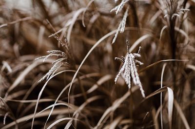 Close-up view of plant