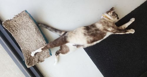 High angle view of cat sleeping at home