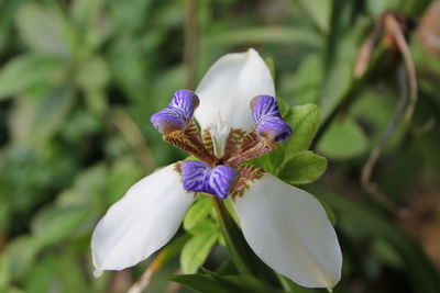 Close-up of white iris flower
