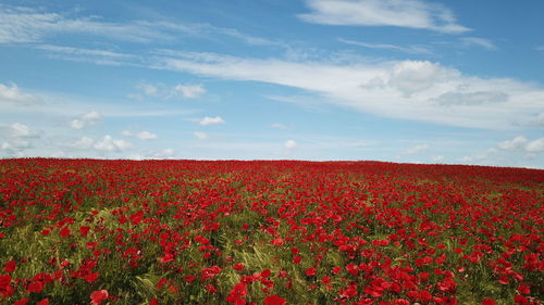 Red flowering plants on field against sky