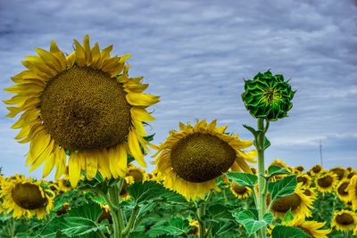 Close-up of sunflowers against sky