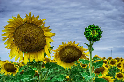 Close-up of sunflowers against sky