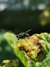 Close-up of insect on leaf