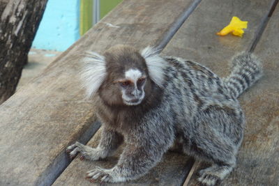 High angle view of tamarin monkey on table