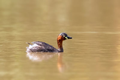 Image of little grebe bird in the swamp on the nature background. bird. animals.