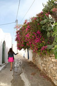 Rear view of woman walking by pink flowers