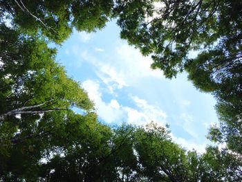 Low angle view of trees against sky