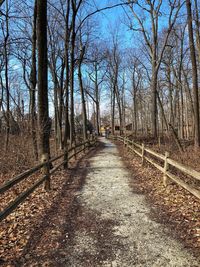 Bare trees in forest during autumn