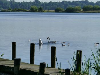 Birds perching on wooden post in lake