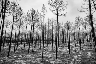 Scenic view of trees growing on field against sky