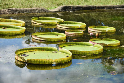 Victorian water