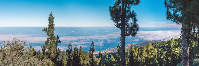 Panoramic shot of trees on land against sky