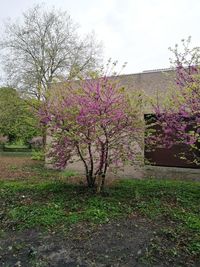 Pink flowers on landscape