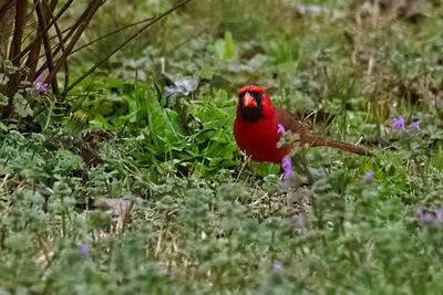 Close-up of bird perching on plant