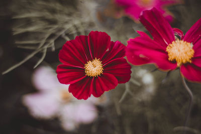 Close-up of red flowering plant