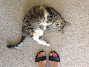 High angle view of cat lying on floor