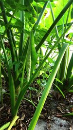 Close-up of plants