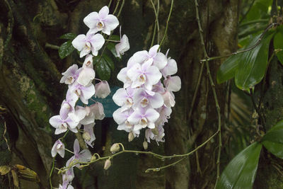 Close-up of flowers blooming outdoors