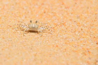 Close-up of crab on sand