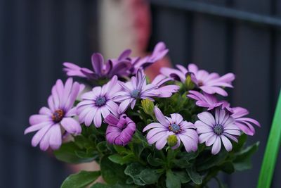 Close-up of pink flowering plants