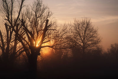 Silhouette bare trees against sky during sunset