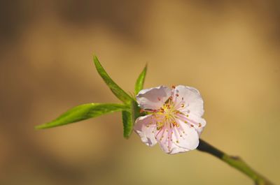 Close-up of fresh flower