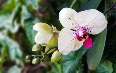 Close-up of white flowering plant