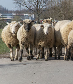 Portrait of sheep standing by road