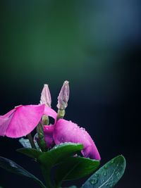Close-up of wet pink rose flower