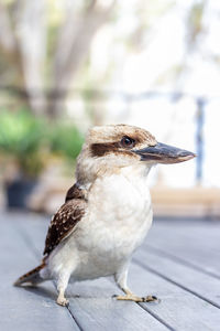 Close-up of bird perching on table